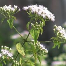 Image result for Eriosema flexuosum