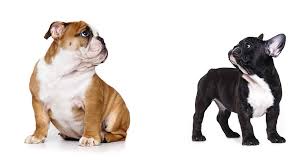 Bulldogs are for the serious pet owner as they have more health problems than most breeds, and unfortunately 8 to 10 is average life expectancy. French Bulldog Vs English Bulldog Differences And Similarities