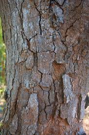 Image result for Brachystegia spiciformis