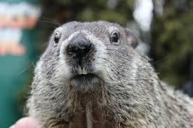 We've been continuing to update our list of groundhog day 2021 events on a daily basis. Groundhog Day 2021 A Virtual Holiday Punxsutawney Weather Discovery Center