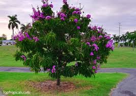 Image result for Buchnera speciosa