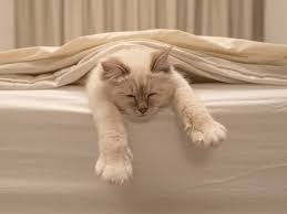 Hey, w a s macht er denn? Katze Im Bett Schlafen Lassen Ja Oder Nein