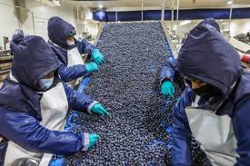 Arándanos: sus exportaciones alcanzarían cifra récord al cierre de 2025 según Midagri | ECONOMIA | GESTIÓN