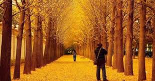 قصة خريف العمر قصة واقعية بقلم حنين طه زاكي Country Roads Photo Outdoor