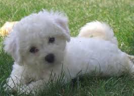 Black Bichon Frise Puppy For Sale Bichon Puppies How To Care For Bichon Frise Dogs And Have A Bichon Puppy That Is Healthy And Vital Bichon Frise Dogs Bichon Frise Puppy Cute Dogs