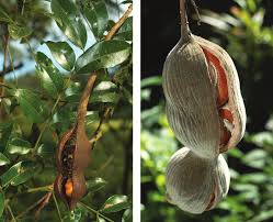 Image result for Millettia makondensis