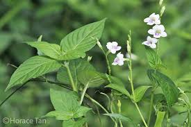 Image result for Asystasia intrusa