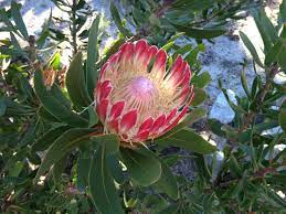 South africa is the country of real flower miracles. Plants Love Life Beauty Therapy