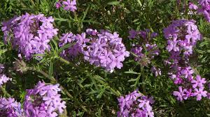 Image result for Verbenaceae