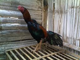 Hasil gambar untuk AYAM BIRMA RAKSASA