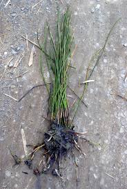 We did not find results for: Chinese Water Chestnut World Crops Database