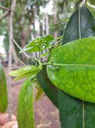 Image result for Elaeodendron