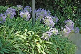 Image result for Agapanthus praecox