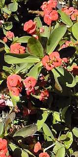 Image result for Euphorbia persistentifolia