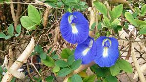 Image result for Clitoria ternatea