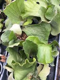 Image result for Platycerium elephantotis