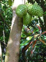 It is in the same genus, annona, as cherimoya and is in the annonaceae family. Pin On Cuban Essence