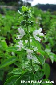 Image result for Ocimum lamiifolium
