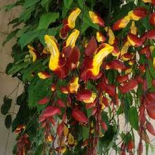 Image result for Thunbergia mysorensis