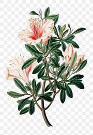 Blooming Pink Azalea Png Hand Drawn Floral Illustration Free Image By Rawpixel Com Gade In 2021 Flower Illustration Floral Illustration Free Pink Azaleas