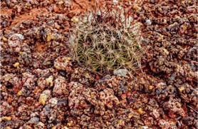 Nasa's james webb space telescope (jwst), the successor to hubble, could detect signs of life on other planets within the next five to 10 years, according to caprice phillips, a phd student at the ohio state university. The Gypsum Cactus Pediocactus Sileri