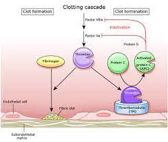 Thrombin Binds To Thrombomodulin This Complex Helps To Activate Protein C Which In Turn Will Cleave 5a And 8a Thombin Al Medical Photos Protein C Hematology