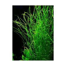 Image result for Potamogeton octandrus