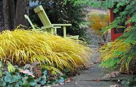 Meadowgate nursery street end lane, sidlesham, west sussex po20 7rg. A Plant I D Order Hakonechloa All Gold A Way To Garden