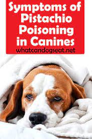 Symptoms Of Pistachio Poisoning In Canines Can Dogs Eat Dog Nutrition Pet Treats Recipes