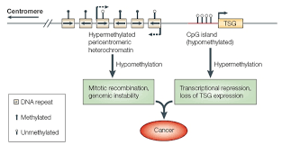 The Role Of Methylation In Gene Expression Learn Science At Scitable