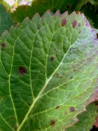 Image result for Cercospora hydrangea