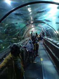 Yes Balita Boleh Masuk Ke Sea World Ancol Dan Ocean Dream Samudra Helenamantra Tiket masuk jauh lebih murah, cepat, dan praktis. yes balita boleh masuk ke sea world