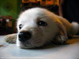 puppy dog pictures cute dogs puppies