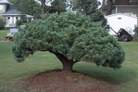 Pin On Dwarf Trees