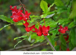 Image result for Ochna kirkii