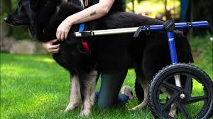 Image result for invalid dog wheelset