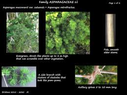 Image result for Asparagus macowanii