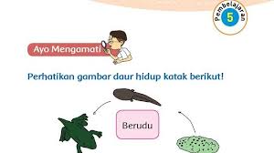 Kunci Jawaban Tema 1 Kelas 3 Sd Halaman 132 133 135 Buku Tematik Subtema 3 Pembelajaran 5 Tribun Padang