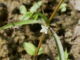 Image result for Oldenlandia fastigiata