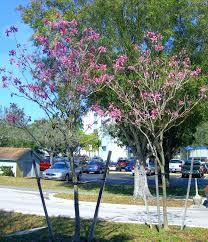 Tree with purple flowers arizona. Florida Gardening Plant A Purple Tabebuia For Arbor Day