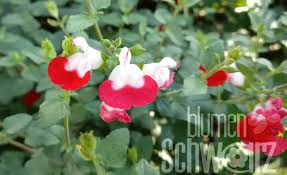 Check spelling or type a new query. Salbei Erobert Kubel Und Beete Blumen Schwarz