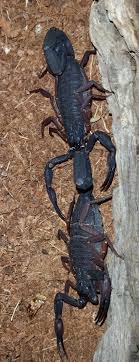 Check spelling or type a new query. Centruroides Gracilis Male For Sale