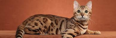 All of our bengal cats are tica registered and we are a member in good standing with (tica) the international cat association, (tibcs) the international bengal, (wcf) world cat federation. Stunning Friendly Bengal Cats And Kittens Auckland Nz Bengal Breeders Pride Of Eire Bengals