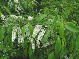 Image result for Prunus serotina