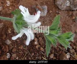 Image result for Leucas glabrata