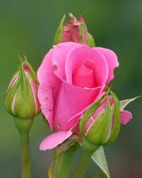 Tea leaves australia heeft de volgende openingstijden Pin By Adri Van Genderen On Pink Rose Beautiful Flowers Beautiful Roses Flower Beauty