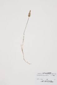 Image result for Acritochaete