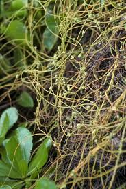 Image result for Cassytha filiformis