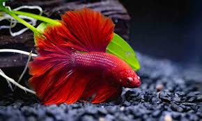 Peaceful Slumber: Understanding Your Angelfish Sleeping Habits. - Pet Fish  Guide