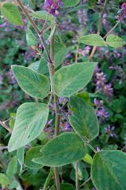 Image result for Desmodium intortum